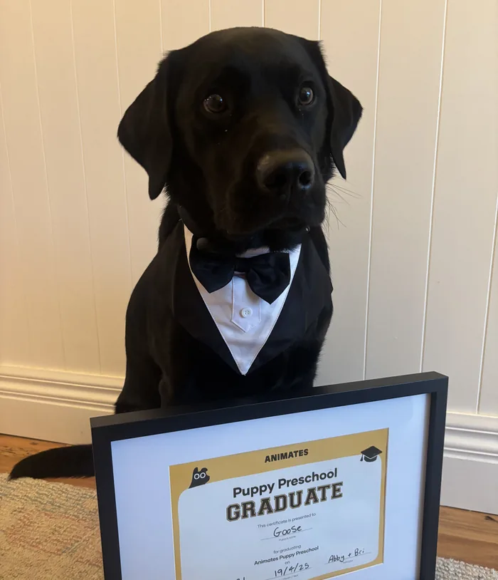 Goose, a black labrador, sitting up in a bow tie and tuxedo bib behind his framed Puppy Preschool graduation certificate.