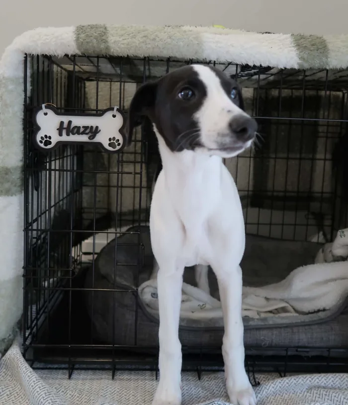 Hazy, a black and white whippet puppy, standing in front of his crate beside a bone-shaped name tag that says Hazy.
